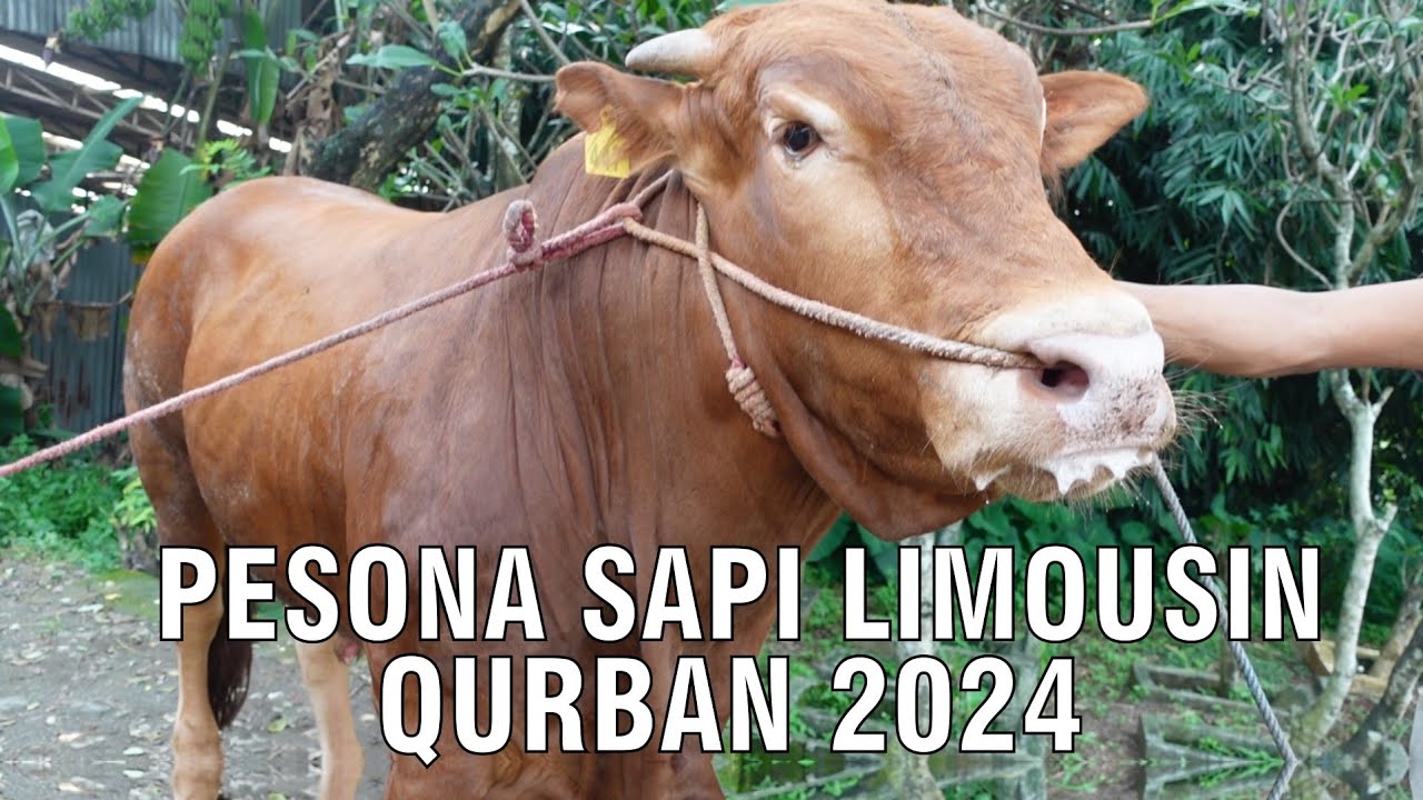 
                                 Pesona-Sapi-Limousin-Qurban-2024